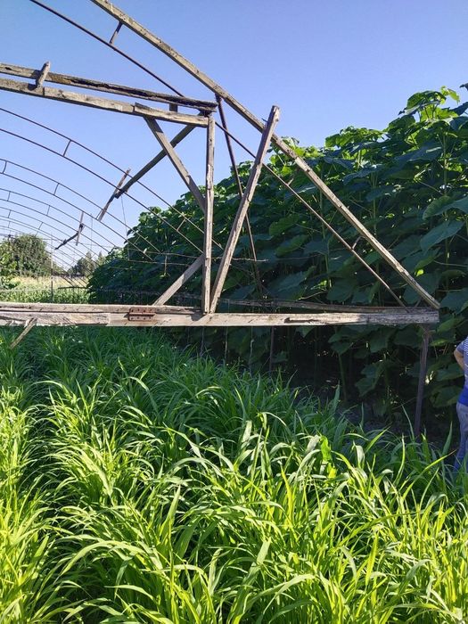 Павлония ФТЭ гибрид навлари 100% ишончли