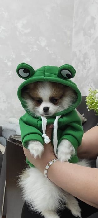 Продам щенка немецкий шпиц