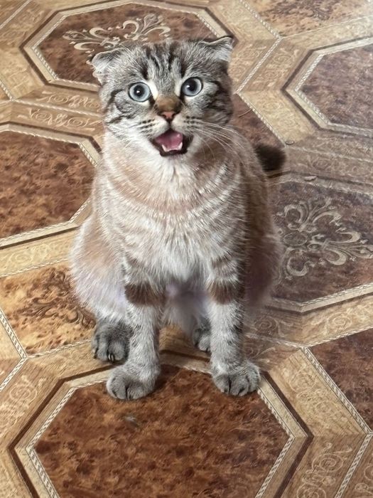 Скотиш фолд кошка