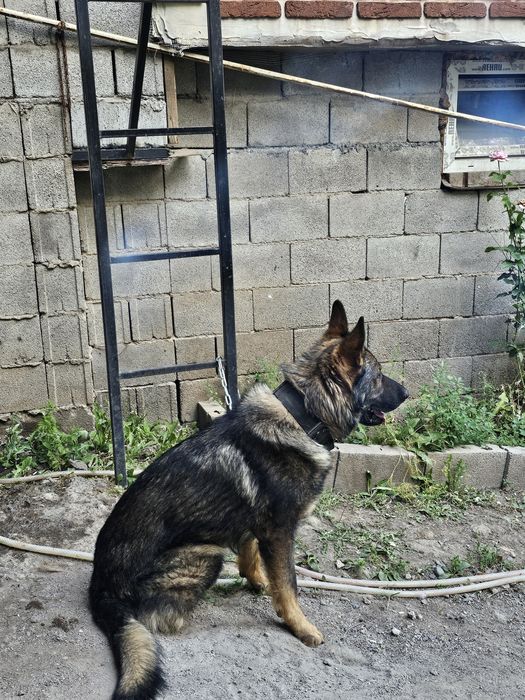 Рабочие линии. Вязка. Немецкая овчарка