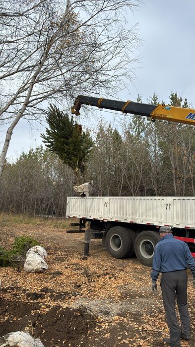 Услуги манипулятора