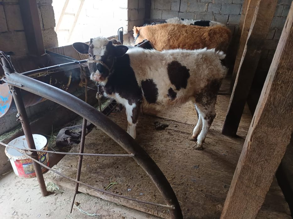 Тана.      Бұзау