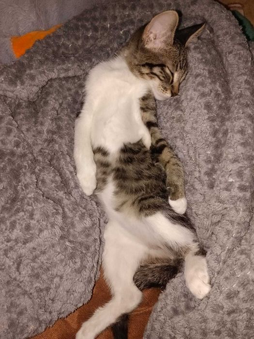 Отдам котенка в добрые руки