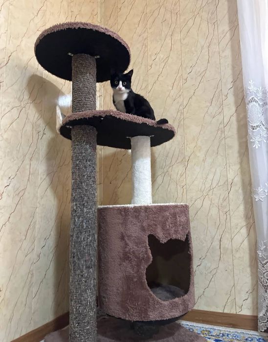 Дом для кота (вилла)