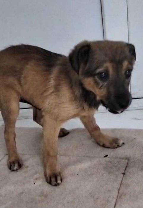 Спасенная Броня ищет дом