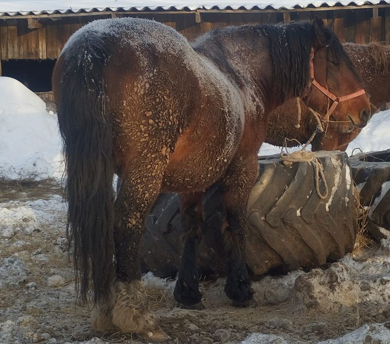 Продам жеребца 6 лет