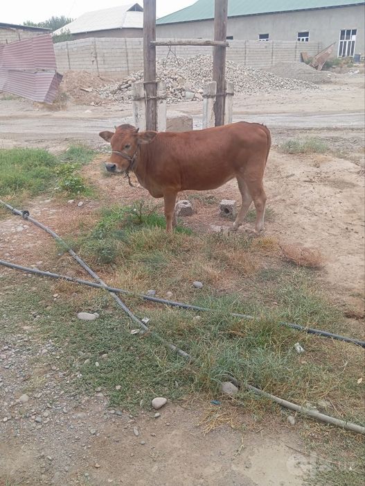 i 2ta mol 36 mln
