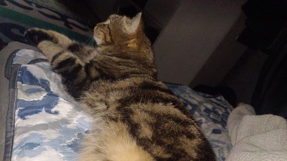 Пропал кот возраст год