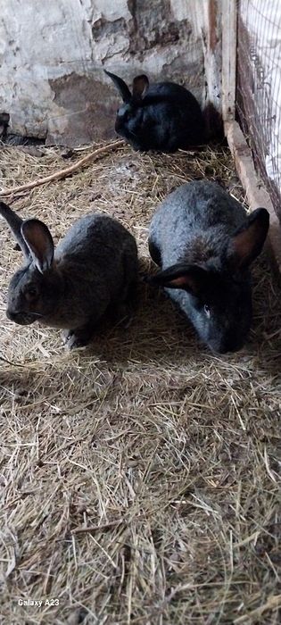 Продаются кролики