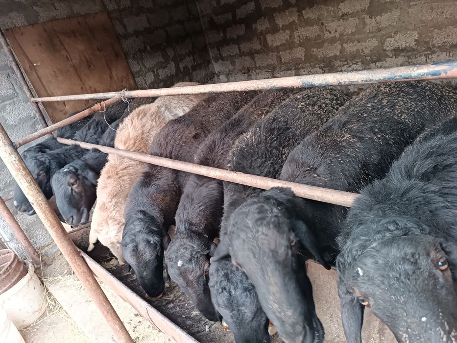 Кучк,орлар сотилади