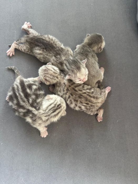 Продам шотландских котят