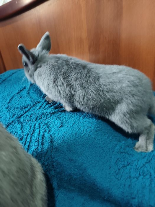 Декаративный кролик ручной