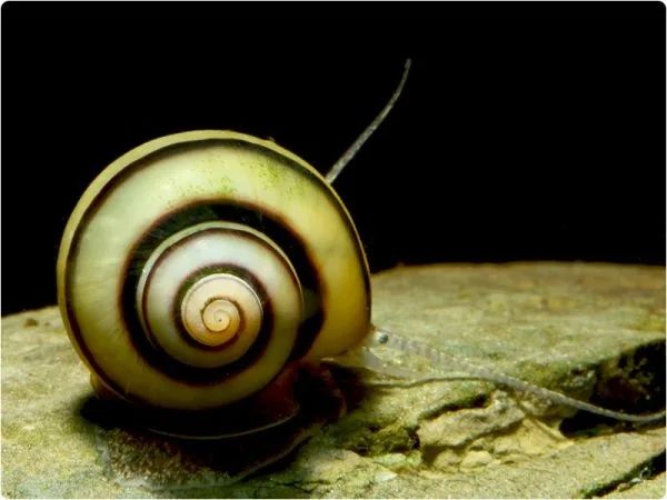аквариумные улитки