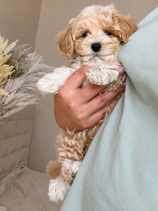 Maltipoo Mini Toy