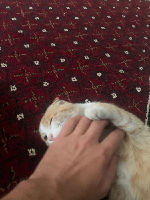 Шатланская порода