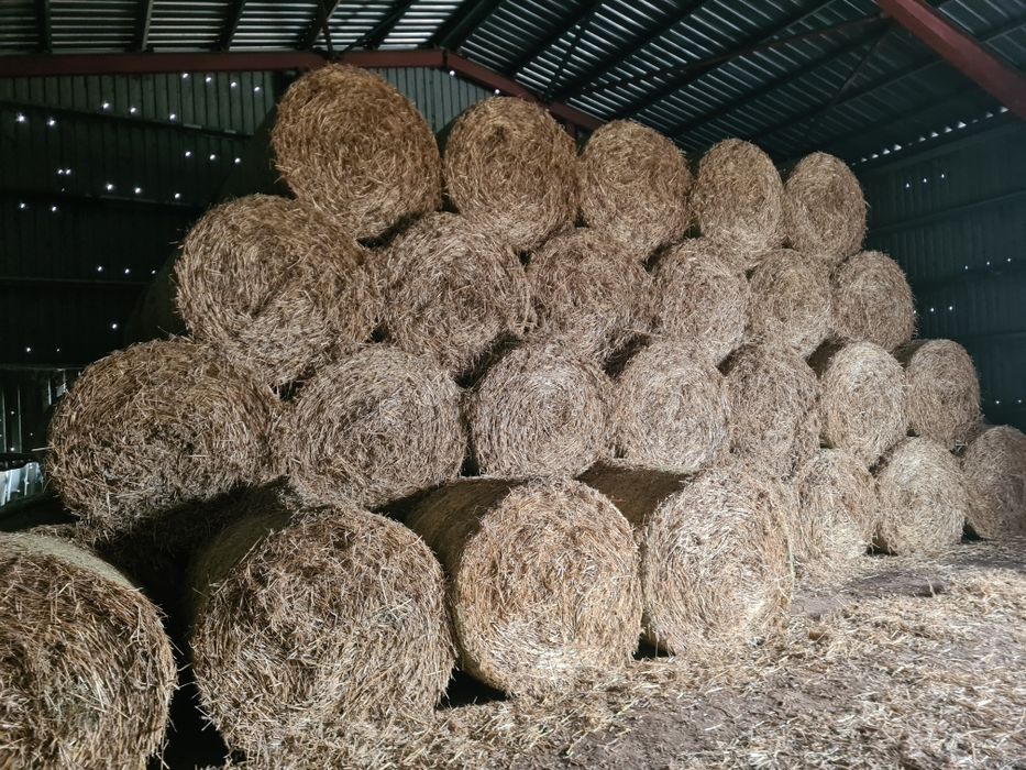 Vând baloti de paie rotunzi