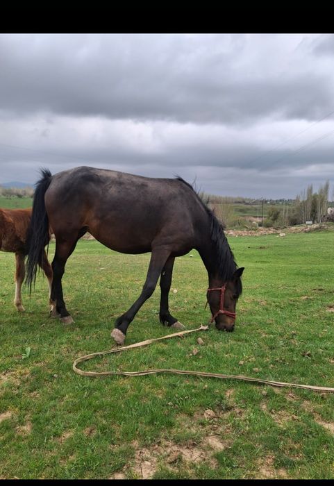 Жуас құлынды бие