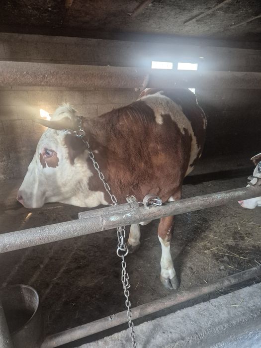 Vand vitea baltata romaneasca de 2 ani, gestanta in 6 luni