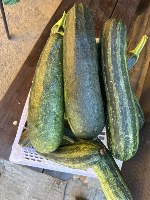Продам домашние кобачки