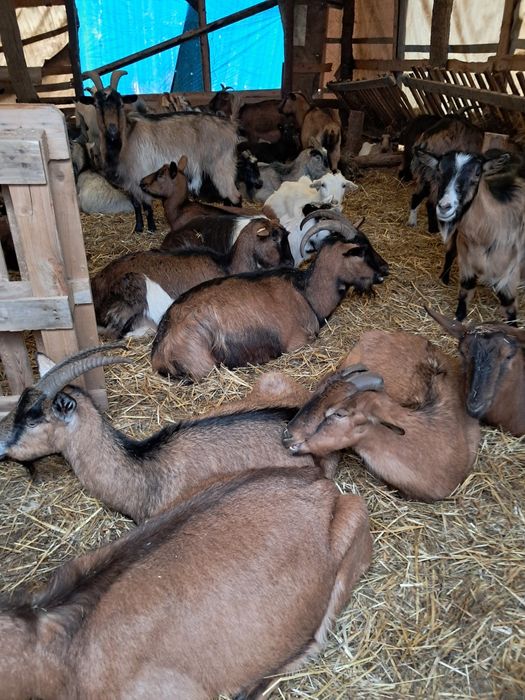 Vând 65 capre gestante și 2 măgărițe gestante