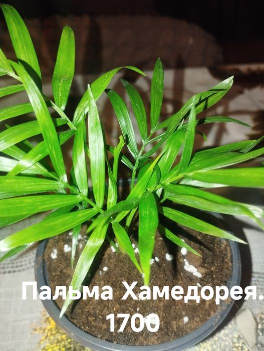 Продам комнатные растения Бегонии