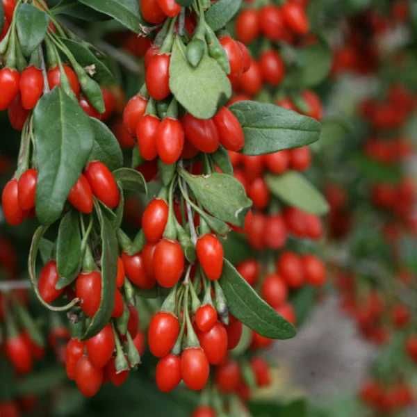 Goji (Lycium barbarum)