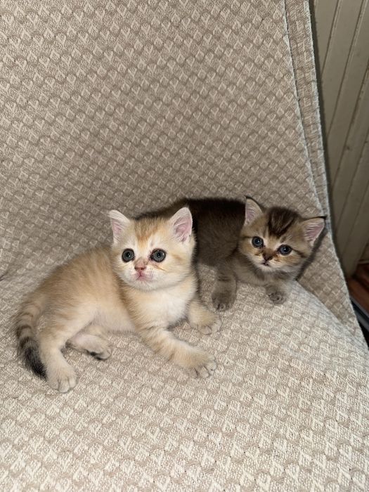 Котята британские шиншиллы
