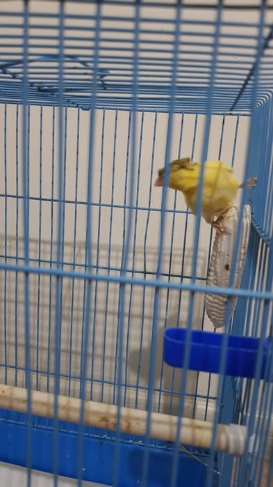 Хар хил турдаги канарейкалар