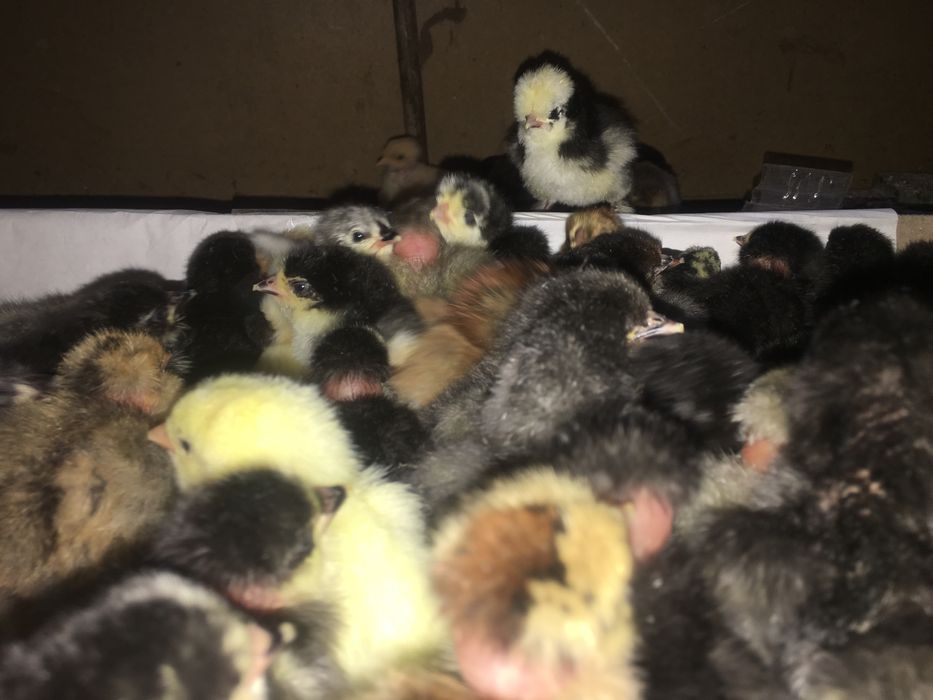 Jo'ja Домашний циплята хонадон жўжалари jo'jala сотилади оптом ва дона