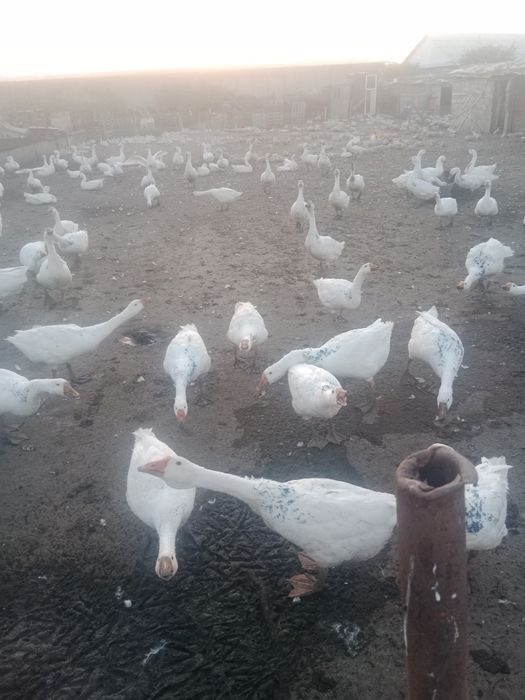 Продам гусей  большие