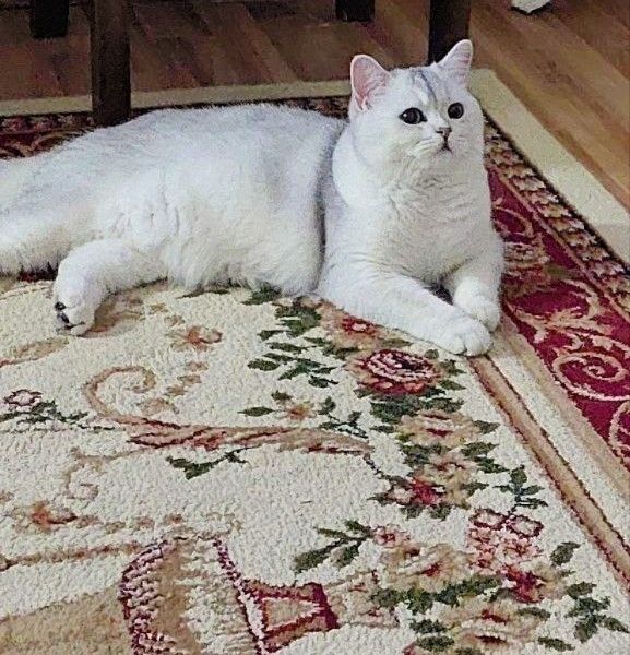 СРОЧНО!!! Продаётся Серебристая Шиншилла Ns11