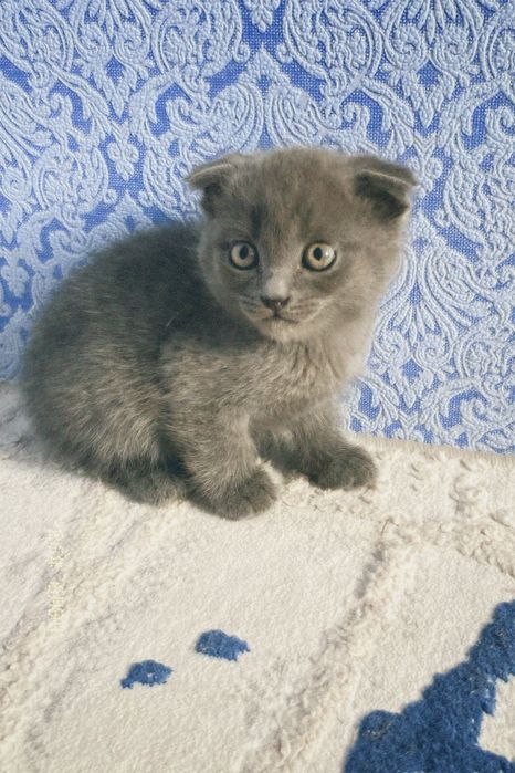 Шотландский вислоухие котёнка