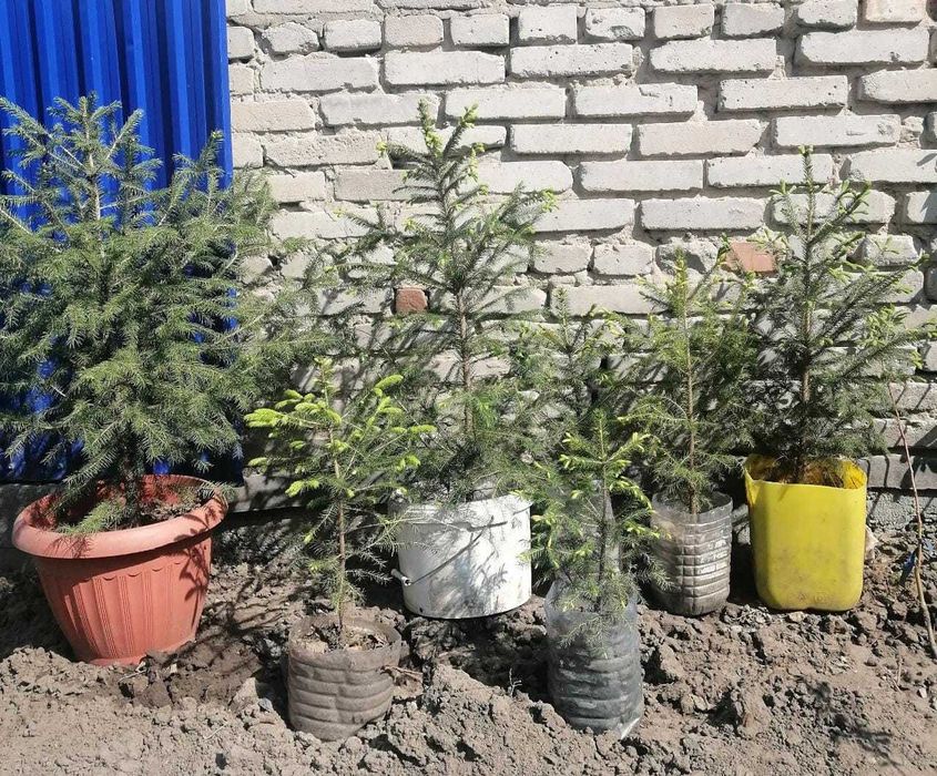 Ёлочки и кедр в контейнерах.