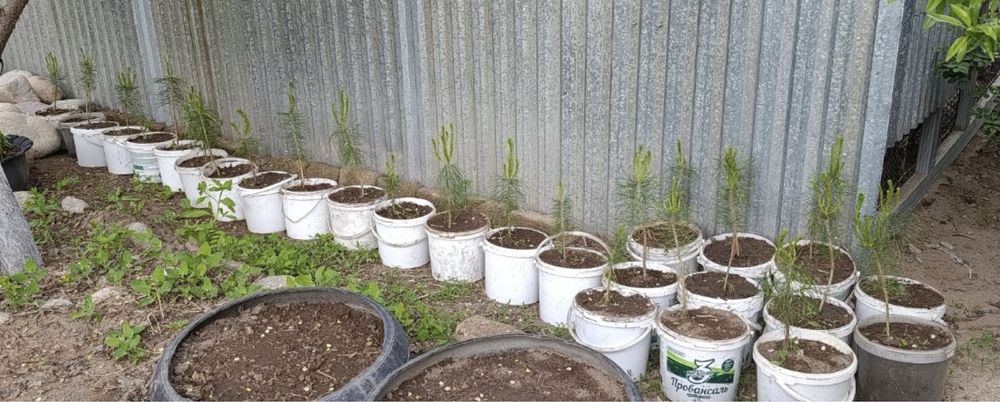 Саженцы сосны/хвойные