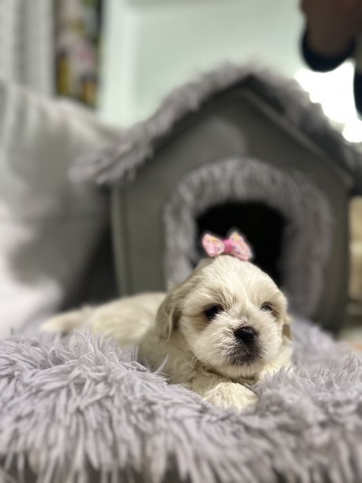 Shih Tzu Fetita