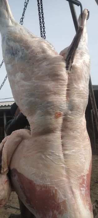 Продажа мяса конины. Тай. Байтал