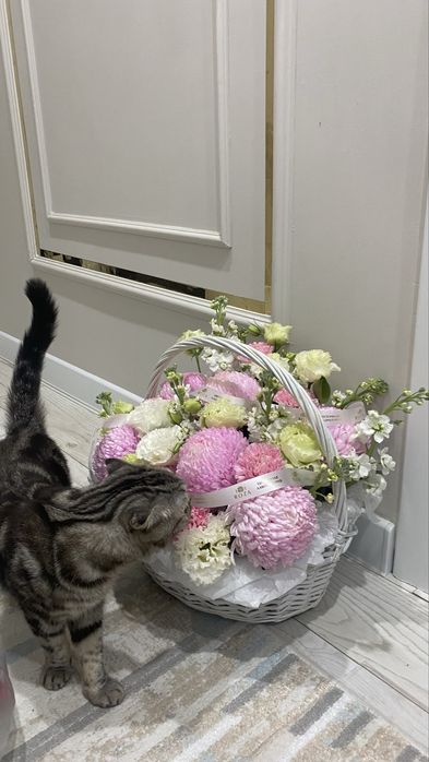 Отдам кошку бесплатно