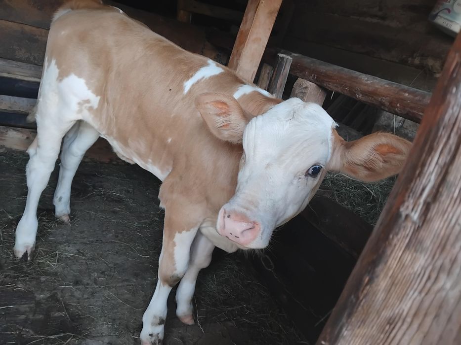 Vând vițea bălțată românească