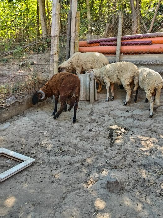 Vand 3 oi și un berbec