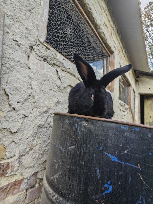 Калифорнийски зайци и други