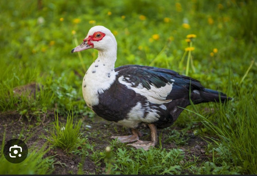 Урдак домашний 1 ешар