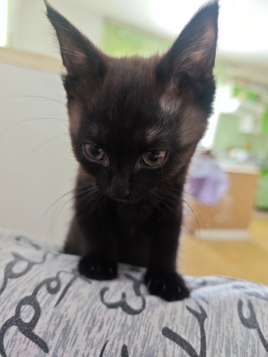 Отдам котёнка в добрые руки