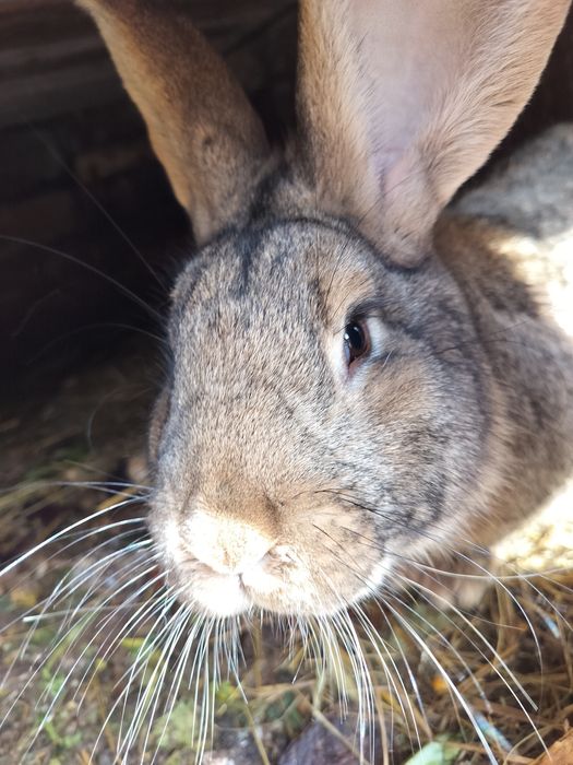 Vând iepuri pui și adulti