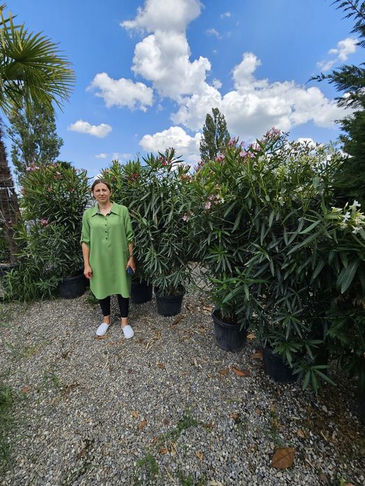 Leandru tufa sau copac superb plin de flori