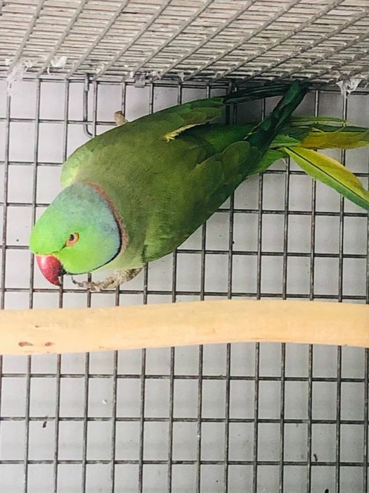 Ожерелье Попугай нар