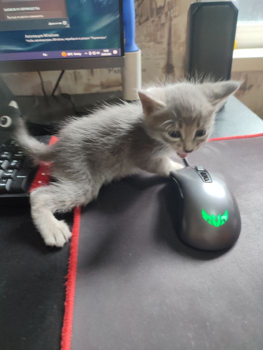 Отдам котенка в добрые руки, мальчик