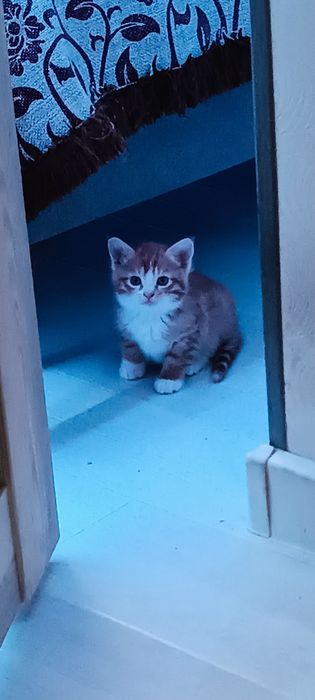 Отдам в хорошие руки