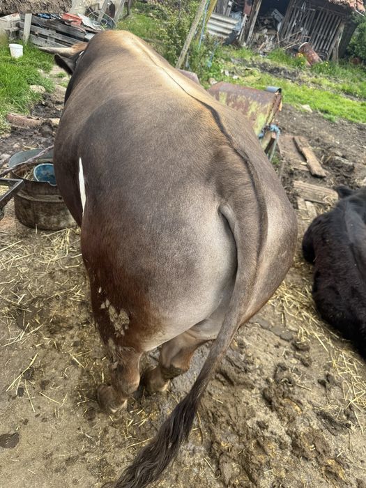 Продавам угоени телета