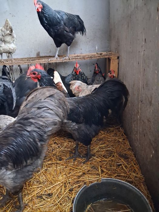 Vând Cocoși și Gaini Australorp