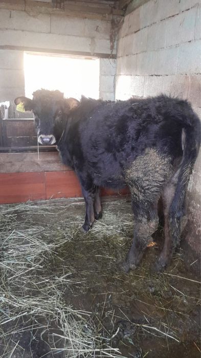 Таналар сатылады